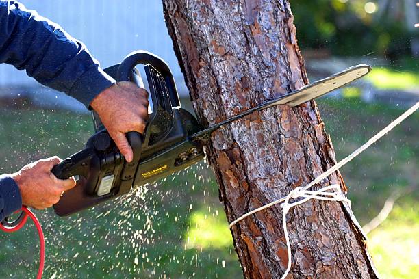 Best Storm Damage Tree Cleanup  in Jonesville, MI