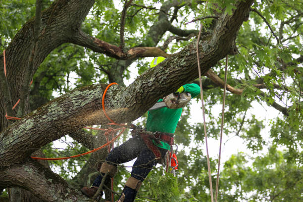 Best Hazardous Tree Removal  in Jonesville, MI